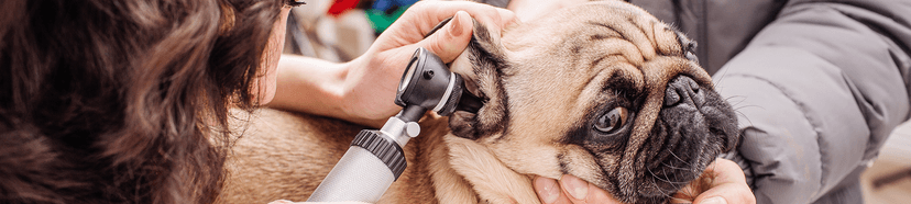 Veterinary Clinics